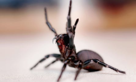 The funnel web spider.