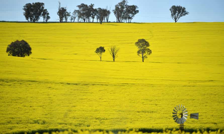 Field of canola in NSW