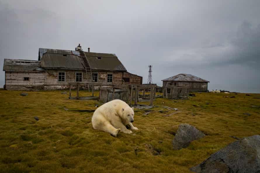 Polar bears living in an abandoned weather station in Kolyuchin