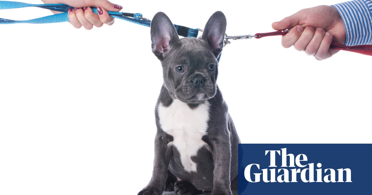 I’m keeping the dog! The rise in ‘pet-nups’