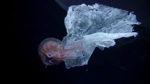 A jellyfish (Pelagia noctiluca) and plastic, near Port of Salina, Aeolian Islands