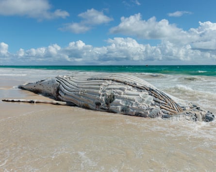 The whale was found on Monday morning.