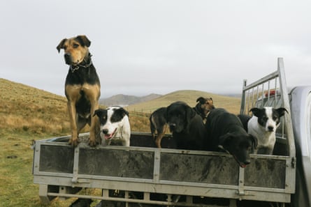 Sheepdogs wait to muster sheep on High Peak station farm