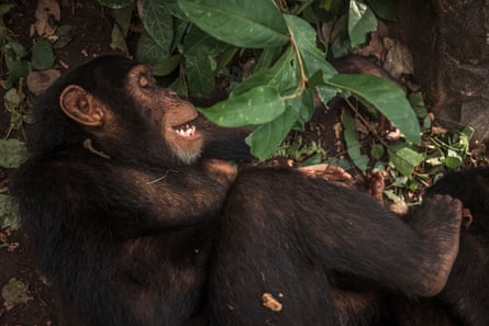 Young chimp plays with another in the forest