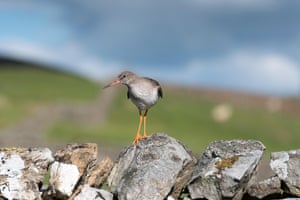 A common redshank in the Yorkshire Dales, UK