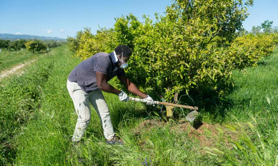 Covid 19 Crisis Stokes European Tensions Over Migrant Labour Coronavirus The Guardian