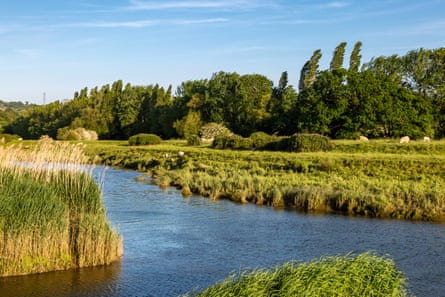 River and trees in late afternoon with reeds and distant sheep. Summer