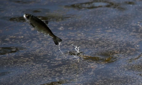 Ocean salmon fishing ban off California and Oregon as stocks plummet