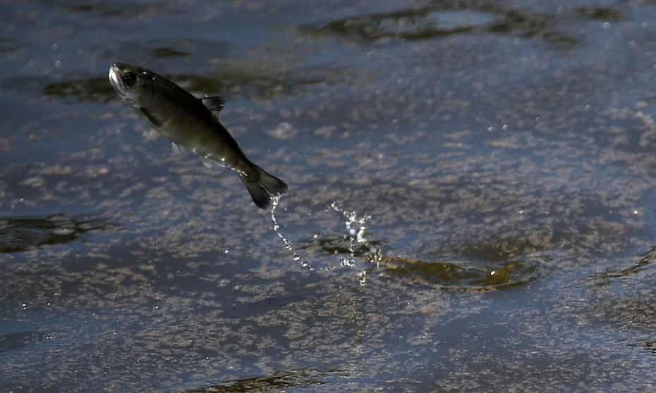 A young fingerling Chinook salmon leaps out of the water at Half Moon Bay, California.