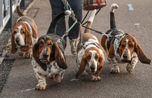 Bassett hounds wander in to the NEC