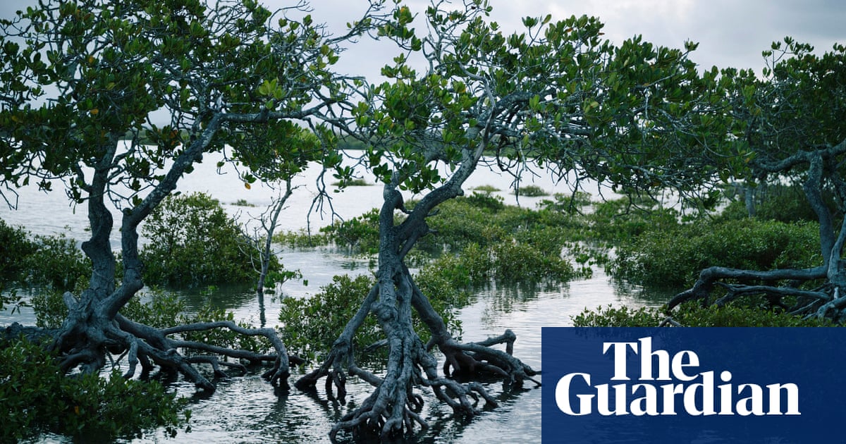Australia S Vast Carbon Sink Releasing Millions Of Tonnes Of Co2 Back Into Atmosphere Environment The Guardian