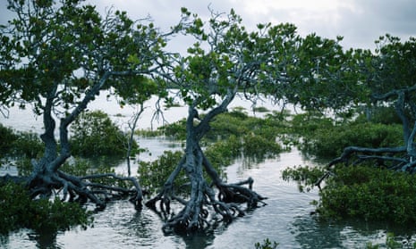 Mangroves at high tide on the western side of Curtis Island on the Queensland coast=