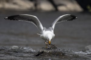 Uma gaivota pega uma tainha pérola, uma espécie de peixe endêmica do Lago Van, no leste da Turquia