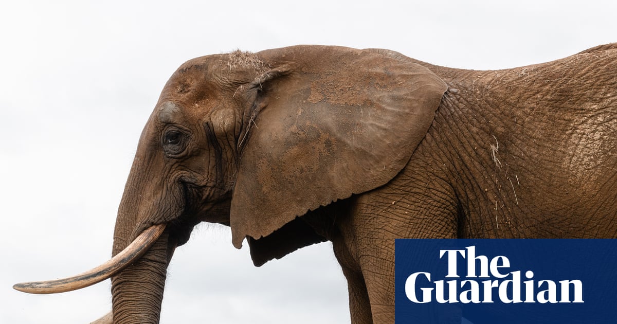 Rewilding giants: captive elephants rehomed in Europe’s first sanctuary