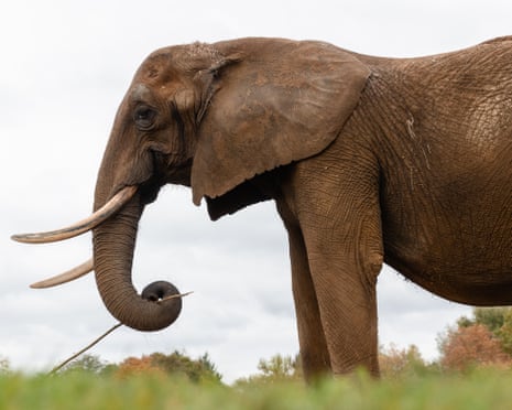 An elephant with long tusks curls its trunk while standing in grassland under an overcast sky.