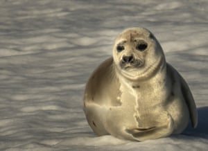 Uma foca barbuda no gelo, ilhas Svalbard, Noruega. Se o aumento da temperatura continuar devido às mudanças climáticas, as criaturas da região do Ártico enfrentam o perigo de extinção de seus habitats