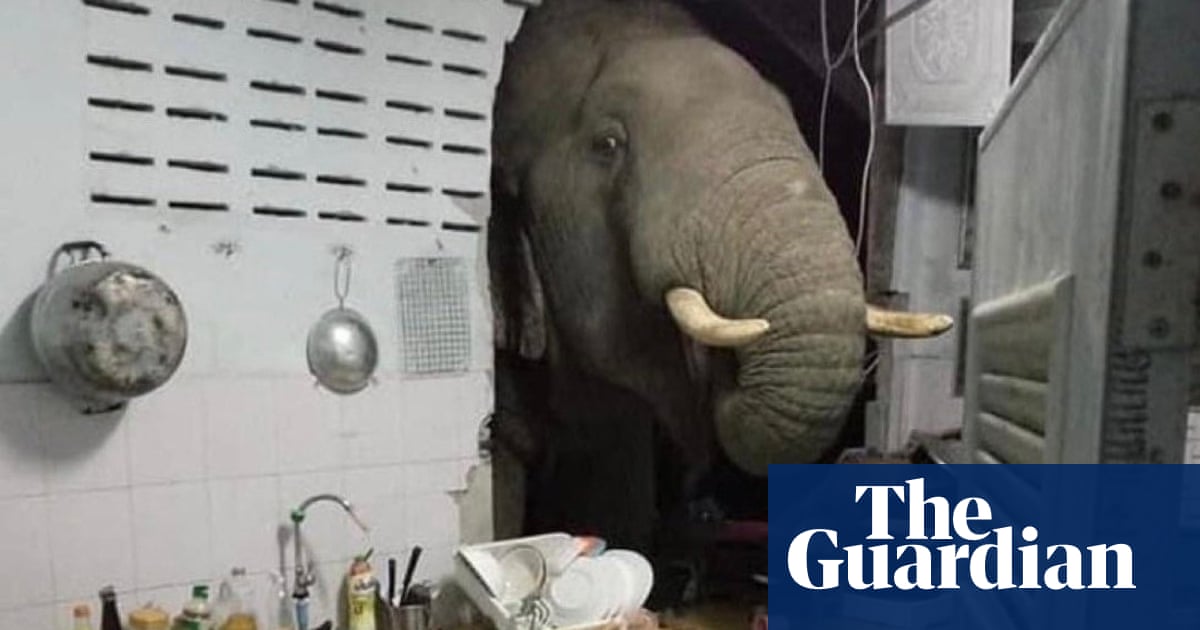 Elephant in the room: visitor crashes through kitchen wall in Thailand