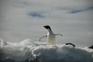 Adélie Penguin in Paulet Island