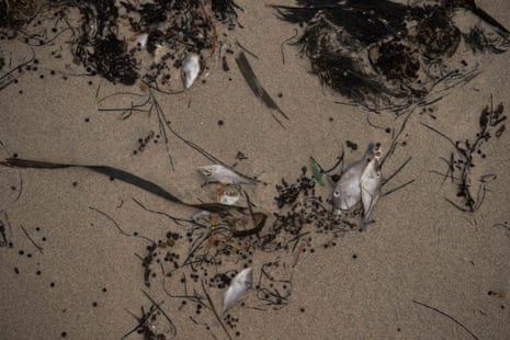 Dead fish on a beach in Adelaide