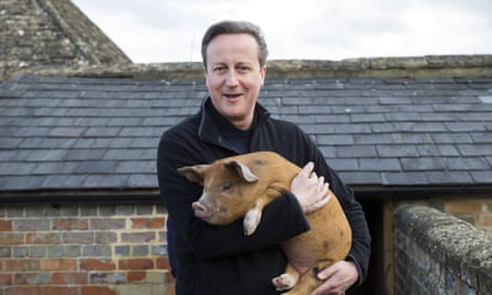 David Cameron and a baby pig