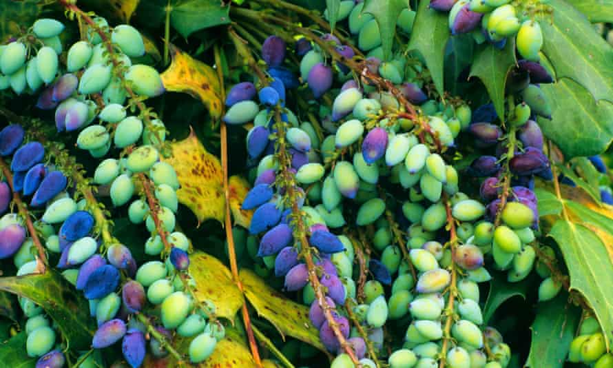 Mahonia x media 'Charity'.