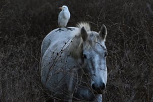 An egret stands on the back of a Camargue horse in a field near Villeneuve les Beziers, southern France