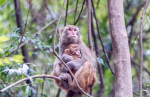 Jinfo, China: wild macaques roam the mountains