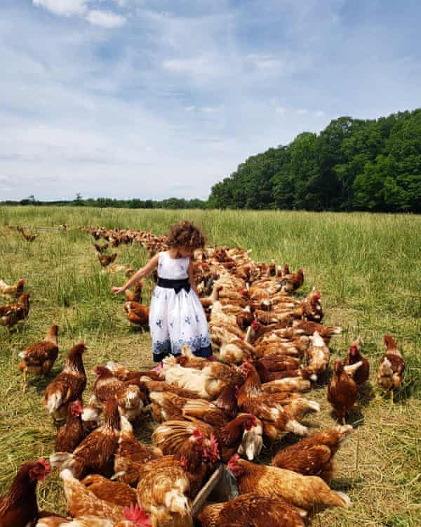 Chickens on Sylvanaqua Farms