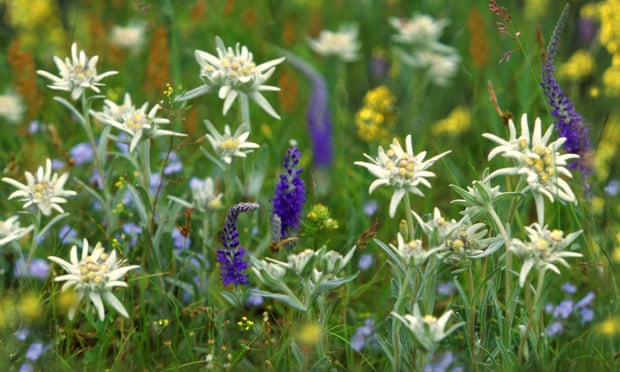 Edelweiss and other wild flowers on the Mongolian steppe