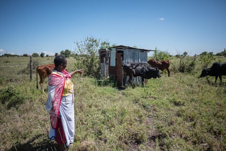 A woman standing in a grassy area points to a cow. Other cattle are around.
