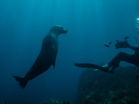 A curious Australian sea lion