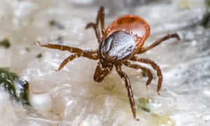 No Autism Is Not Caused By Lyme Disease >> To Lyme Disease Sufferers Matt Dawson S Misdiagnosis Is All No Autism Is Not Caused By Lyme Disease >> To Lyme Disease Sufferers Matt Dawson S Misdiagnosis Is All