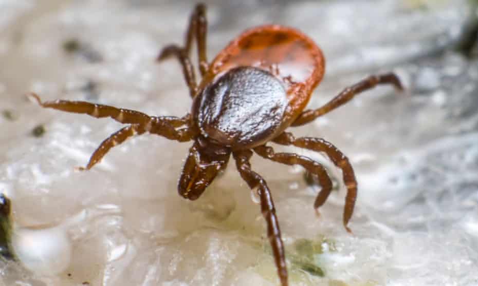 The link between tick bites and meat allergies was described in 2007 and has since been confirmed around the world.
