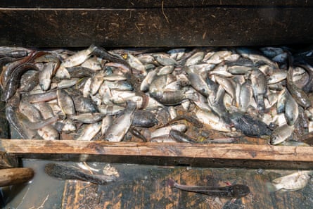 Chambo and other fish captured in Lake Chilwa