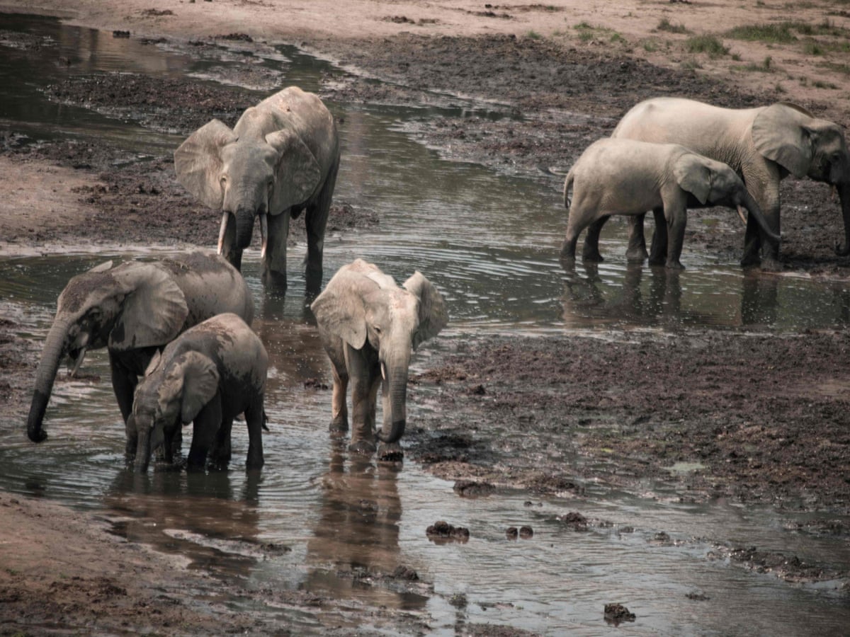 African Elephant Habitat Loss