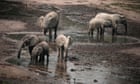 African elephant recognised as two separate species - both endangered