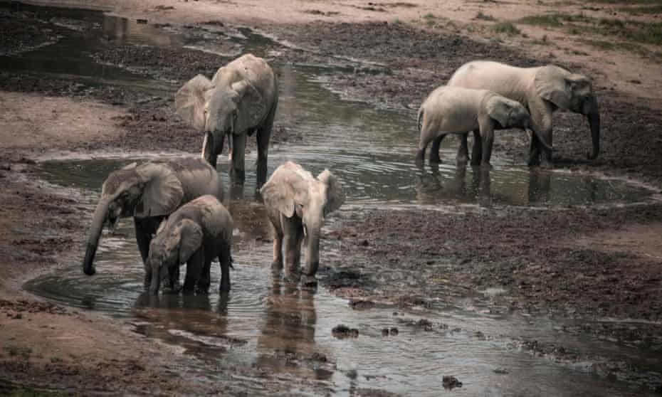 Forest elephants play in the salt marshes of the Dzanga Sangha reserve