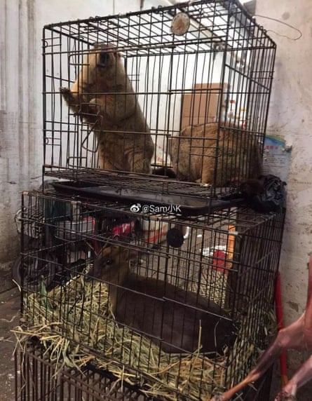 A marmot and a muntjac in separate cages at a market.