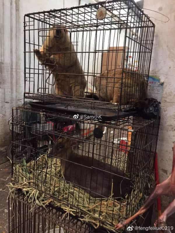 Wild animals sold at the Wuhan Huanan seafood market in China, linked to first cases of the coronavirus pandemic.