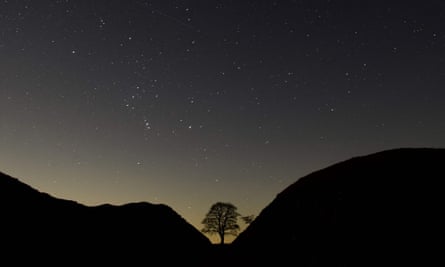 The tree photographed in January 2022