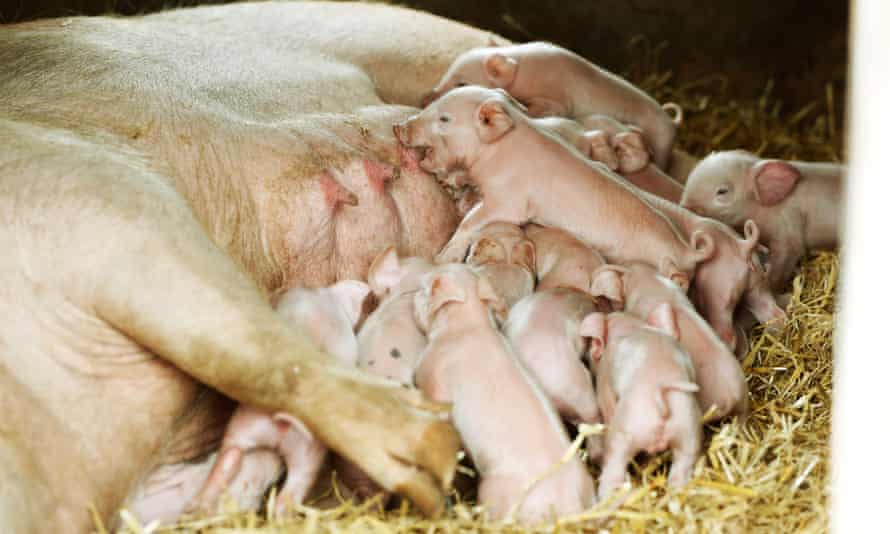 Piglets suckling on a free-range farm in Yorkshire