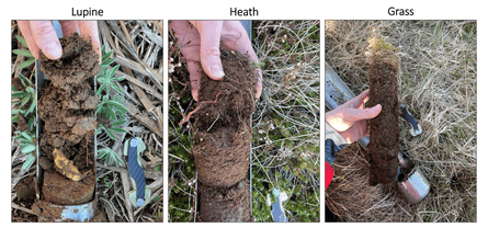 Three images of soil samples, with the titles, left to right, ‘lupin, ‘heath’ and ‘grass’. The samples become denser from left to right
