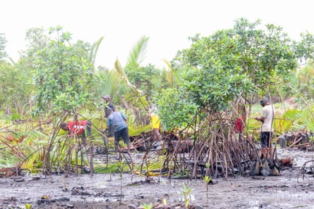 Men clear invasive nipa palms in Teenama, preparing the muddy ground for native mangrove seedlings to be planted.