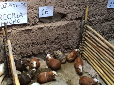 Guinea pigs bred for the table in Peru