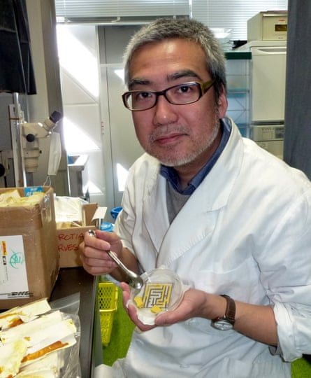 Japanese man in a white coat, in science lab holding a petri dish with a yellow slime mould 'doing' a maze