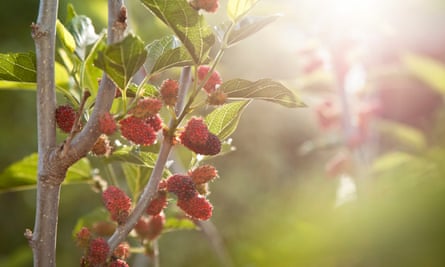 A miniature mulberry tree can be planted as a bare root at this time of year.