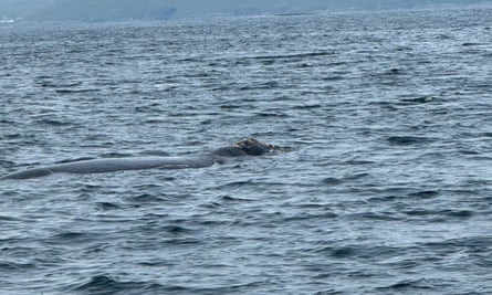 the top of a whale seen in the water
