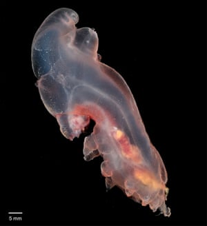 Elpidiidae, one of a family of deep-sea cucumbers. This is just one of thousands of newly discovered deep-sea species that have been catalogued by scientists in the Clarion-Clipperton Zone, a vast area of the Pacific Ocean between Hawaii and Mexico