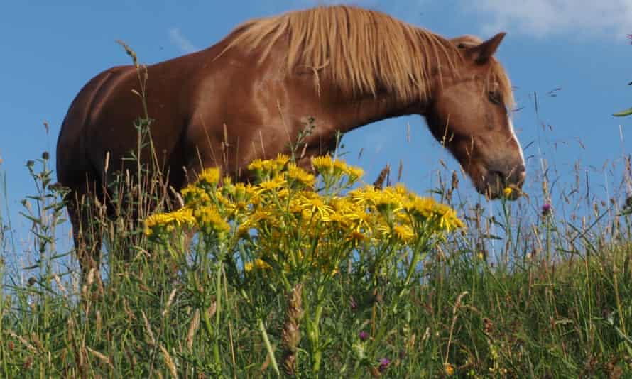 Horse grazing among ragwort, near Buxton, Derbyshire.