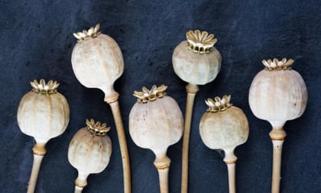 Australia news live: strong winds overturn boats in Hobart ahead of regatta; thousands of ‘life-threatening’ pharmaceutical poppies stolen from Victorian farm